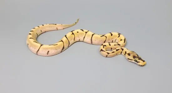 Enchi Spider Desert Ghost Ball Python by Steve's Morphs