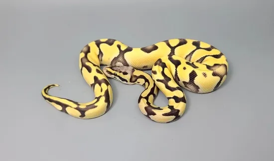 Pastel Enchi Specter Desert Ghost Ball Python by Steve's Morphs