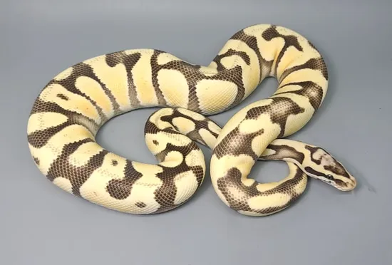Pastel Enchi Desert Ghost Pos YB Ball Python by Steve's Morphs