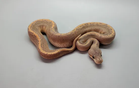 Cinnamon Pinstripe Hypo Ball Python by Steve's Morphs