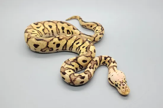 Pastel Spotnose Clown Ball Python by Steve's Morphs
