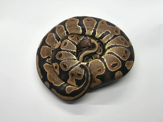DH Zebra Ultramel Ball Python by Steve's Morphs