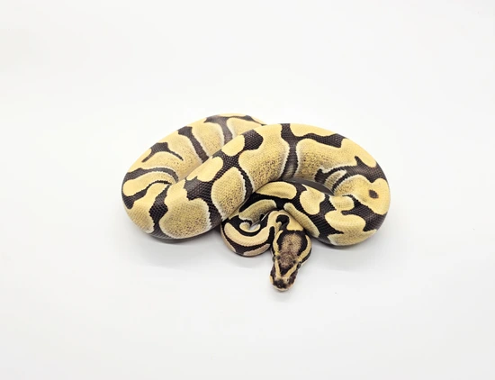 Enchi Desert Ghost Ball Python by Steve's Morphs