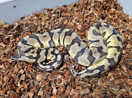 Pastel Enchi DH Desert Ghost Hypo Ball Python by Steve's Morphs