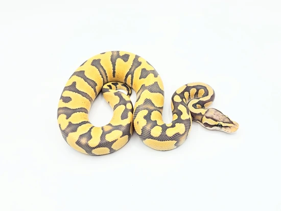 Pastel Enchi Desert Ghost Hypo Ball Python by Steve's Morphs