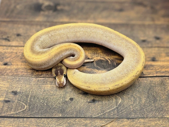 Cinnamon Champagne Hypo Ball Python by Steve's Morphs
