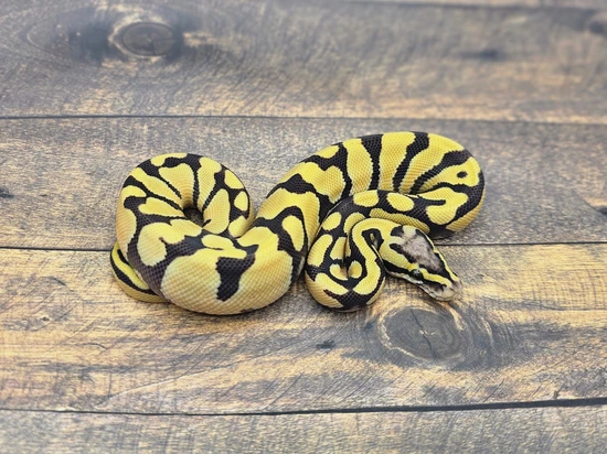 Pastel Enchi Desert Ghost PH Ultramel Ball Python by Steve's Morphs