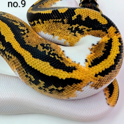 Pumpkin Pied 100% Het VPI Axanthic Ball Python - male for sale from Stevo131 (and Bella)