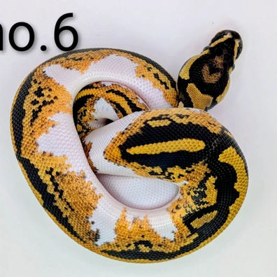 Pumpkin Pied 100% Het VPI Axanthic Ball Python - female for sale from Stevo131 (and Bella)