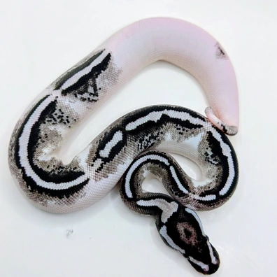 Pumpkin Lightning Pied Ball Python - female for sale from Stevo131 (and Bella)