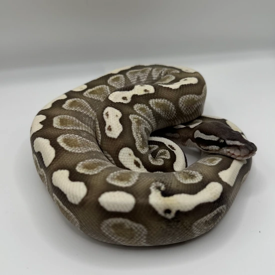 Ghi Butter Desert Ghost Ball Python by Stephens Snake Pit