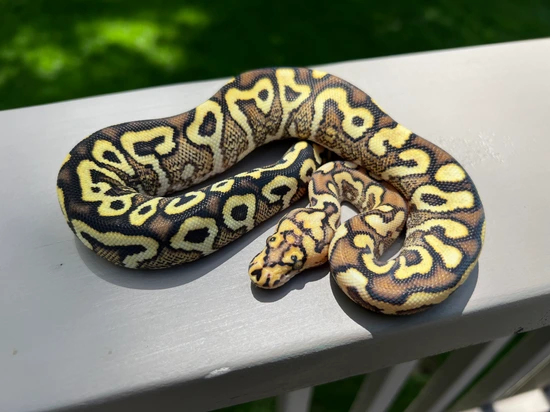 YB Spotnose GHI Clown Ball Python by Abe's Exotic Reptiles