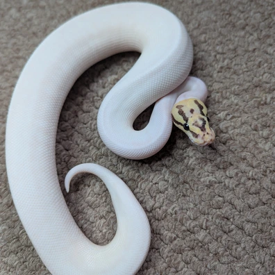 OD YB Disco Poss Woma Pied Ball Python - male for sale from Stoaty's Serpents