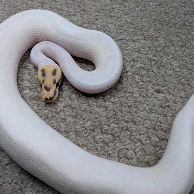 Super OD Disco Woma Pied Ball Python - male for sale from Stoaty's Serpents