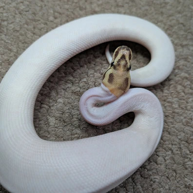 OD Disco Woma Pied Ball Python - female for sale from Stoaty's Serpents