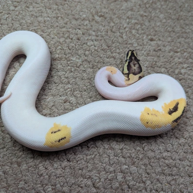 OD YB Disco Pied Ball Python - male for sale from Stoaty's Serpents