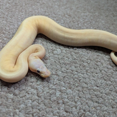 Super Pastel Banana Pinstripe Ball Python - female for sale from Stoaty's Serpents