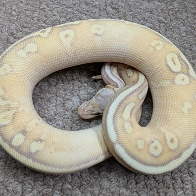 OD YB Banana Phantom Het Pied Ball Python - female for sale from Stoaty's Serpents