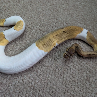 Pinstripe Pied Ball Python - male for sale from Stoaty's Serpents
