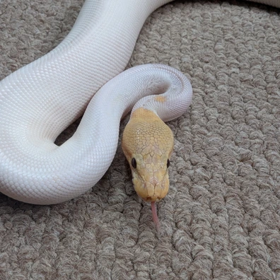 Phantom Banana Pied Ball Python - female for sale from Stoaty's Serpents