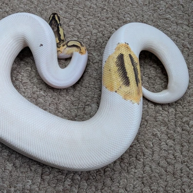 OD YB Pied Ball Python - male for sale from Stoaty's Serpents