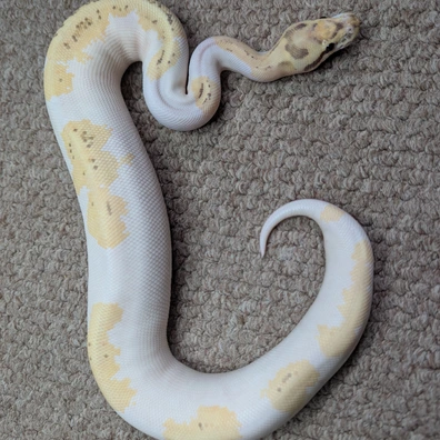 Disco Inferno Poss OD Pied Ball Python - female for sale from Stoaty's Serpents