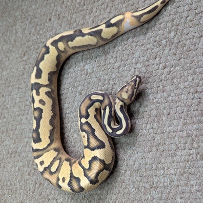 OD YB Leopard Poss Enchi Het Pied Ball Python - female for sale from Stoaty's Serpents