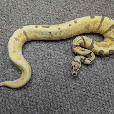 OD YB Leopard Disco Poss Woma Poss Enchi Pied Ball Python - female for sale from Stoaty's Serpents