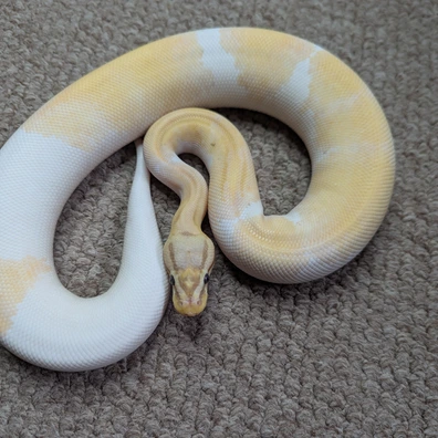 OD YB Banana Disco Pied Ball Python - female for sale from Stoaty's Serpents
