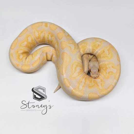 GHI Lavender Ball Python by Stoney's Serpents
