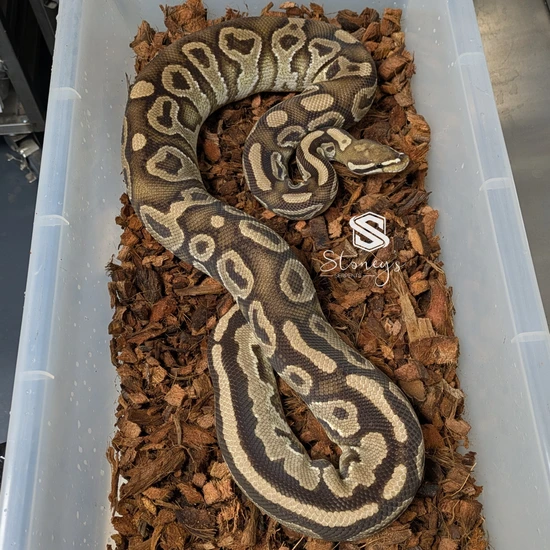 ADULT Fire Hra 100% Het Pied Ball Python by Stoney's Serpents