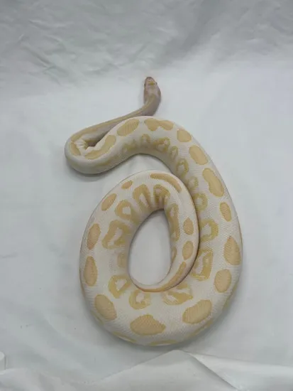 Black Pastel Albino Ball Python by Stone Cold Serpents