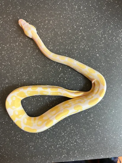 Albino Ball Python by Stone Cold Serpents