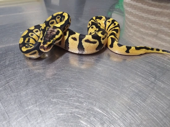 Pastel Acid Ball Python by Tennessee Constrictors-Storybook Serpents