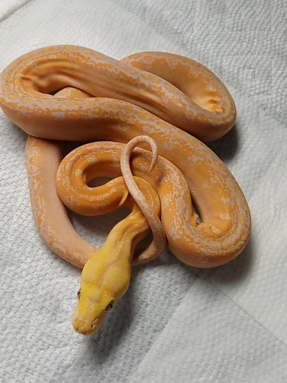 Lavender Motley Phantom Reticulated Python by Reptilian Exotics