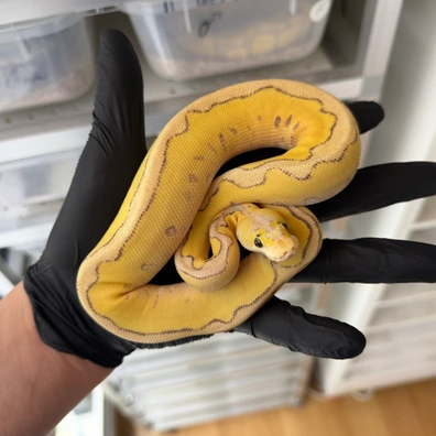 Hamm 0.1 Super Pastel Vanilla Clown Poss Enchi Ball Python - female for sale from Strausbergreptiles