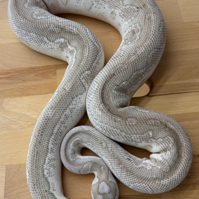 Hamm 1.0 Breeder VPI Axanthic Lesser Clown Ball Python - male for sale from Strausbergreptiles