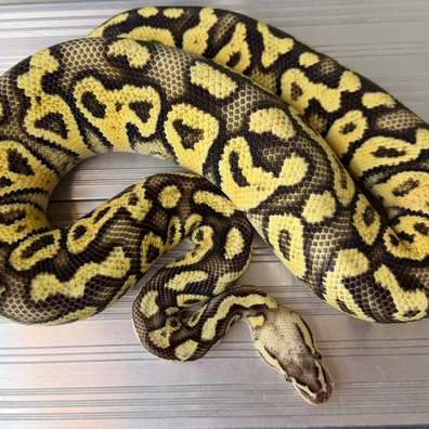 Hamm 1.0 Super Hurricane Pastel YB Het Clown Ball Python - male for sale from Strausbergreptiles