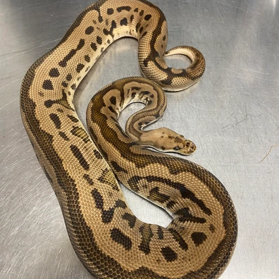 Black Pastel, Leopard, Spotnose, Clown Ball Python - male for sale from Strike Constrictors