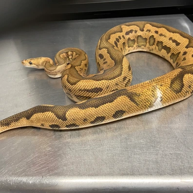 Black Pastel, Leopard, Fire, Yellow Belly, Clown Ball Python - male for sale from Strike Constrictors