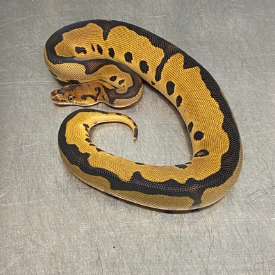 Leopard, Yellow Belly, Clown Ball Python - female for sale from Strike Constrictors