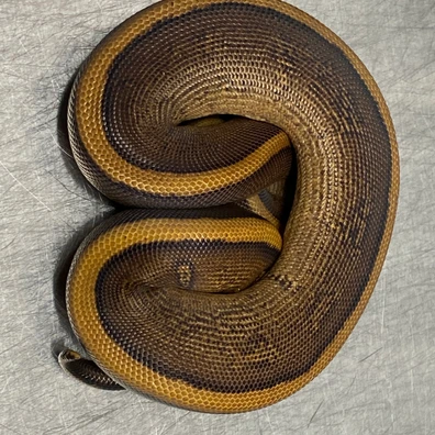 Stranger, Cypress, Redstripe, Leopard, 100% Het Clown Ball Python - male for sale from Strike Constrictors