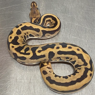 Fire, Leopard, Yellow Belly, 100% Het Clown Ball Python - female for sale from Strike Constrictors