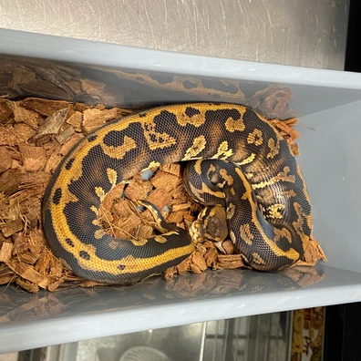 Stranger, Leopard, Yellow Belly, 100% Het Clown Ball Python - male for sale from Strike Constrictors