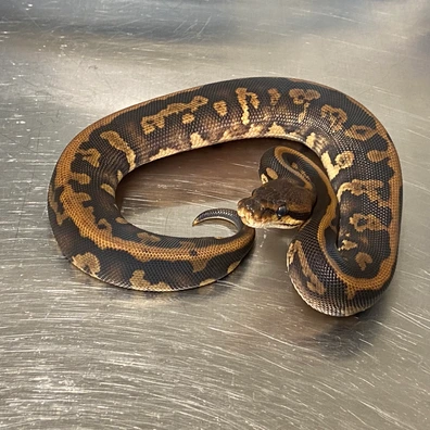 Stranger, Leopard, Yellow Belly, 100% Het Clown Ball Python - female for sale from Strike Constrictors