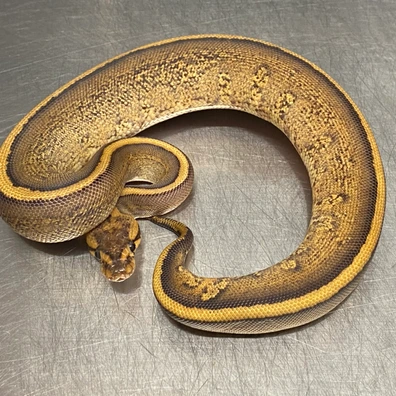 Stranger, Fire, Redstripe, Leopard, Yellow Belly, 100% Het Clown Ball Python - female for sale from Strike Constrictors