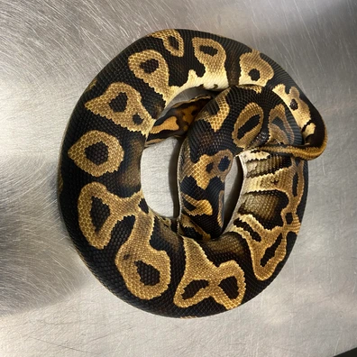 Leopard, 100% Het Clown Ball Python - male for sale from Strike Constrictors