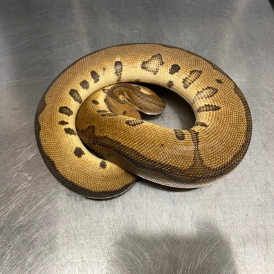 Redstripe, Leopard, Clown Ball Python - male for sale from Strike Constrictors