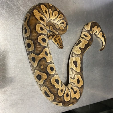 Spotnose, Clown Ball Python - male for sale from Strike Constrictors