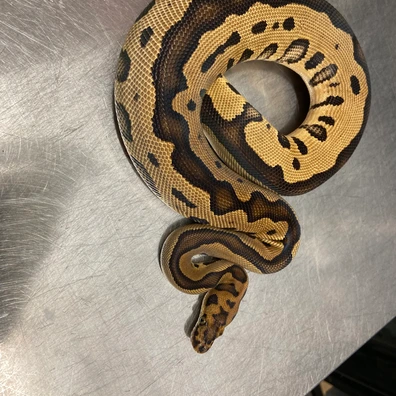 Leopard, Clown Ball Python - female for sale from Strike Constrictors